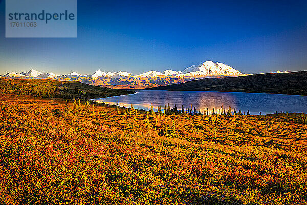 Warmes Sonnenlicht auf dem Mount Denali (McKinley) spiegelt sich im Wonder Lake  umgeben von Hügeln und herbstlich gefärbter Tundra unter blauem Himmel; Denali National Park and Preserve  Interior Alaska  Alaska  Vereinigte Staaten von Amerika
