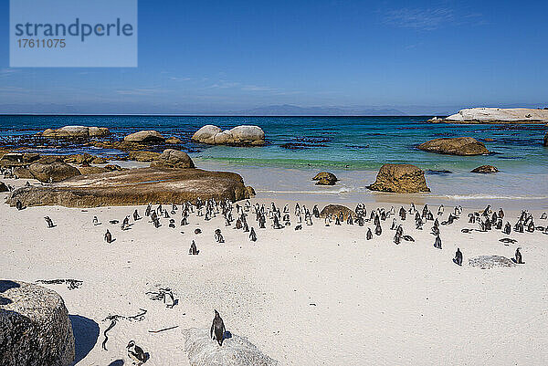 Eine Kolonie südafrikanischer Pinguine (Spheniscus demersus) am Boulders Beach am Wasser in Simon's Town; Kapstadt  Provinz Westkap  Südafrika