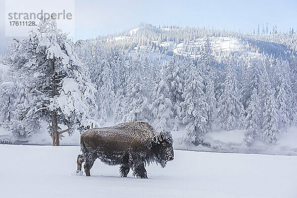 Schneebedeckter Bison (Bison bison) am Firehole River  Yellowstone National Park; Wyoming  Vereinigte Staaten von Amerika