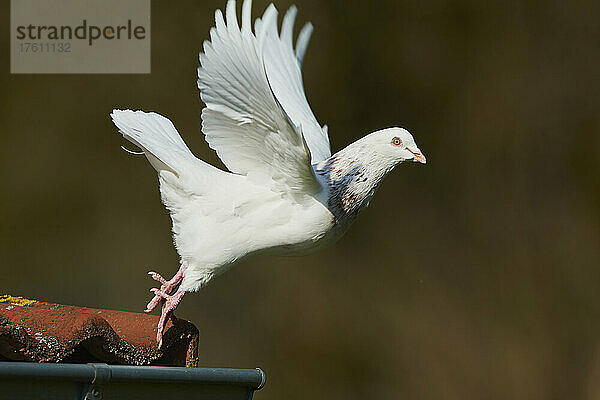 Haustaube (Columba livia domestica) beim Abflug von einer Dachecke; Bayern  Deutschland