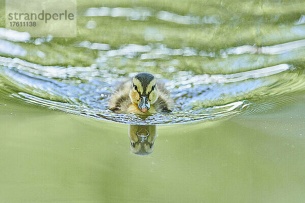 Stockenten- oder Wildentenküken (Anas platyrhynchos)  das im Wasser schwimmt und sich auf der Oberfläche spiegelt; Bayern  Deutschland