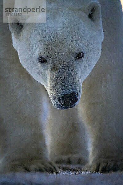 Nahaufnahme von Kopf und Füßen eines Eisbären (Ursus maritimus); Arviat  Nunavut  Kanada