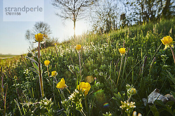 Hahnenfuß  Teufelsabbiss oder Kratzdorn (Ranunculus arvensis) in einer Wiese an einem Hang; Bayern  Deutschland