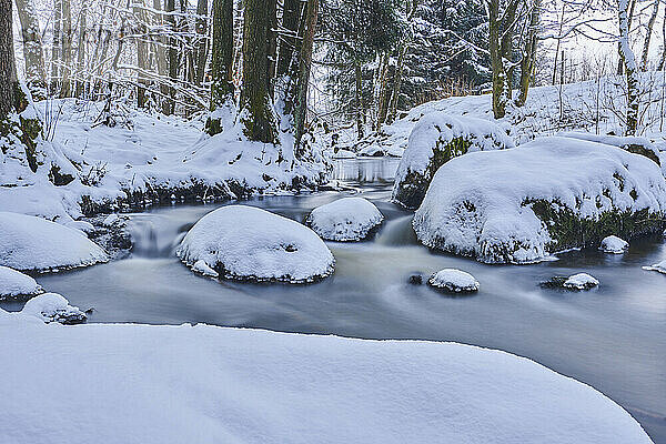 Bach  der durch einen verschneiten Wald im Naturschutzgebiet Hell fließt  Bayerischer Wald; Oberpfalz  Bayern  Deutschland