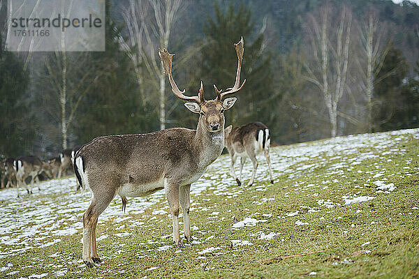 Damhirschbock (Dama dama) mit Herde auf einer Wiese; Bayern  Deutschland