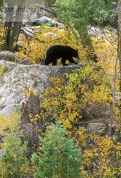 Amerikanischer Schwarzbär (Ursus americanus) auf einem Felsvorsprung bei der Nahrungssuche am Ufer des Yellowstone River  klettert willkürlich um riesige Granitblöcke herum eine Klippe mit herbstlich gefärbtem Laub hinauf und frisst Blattpflanzen entlang des Weges  Yellowstone National Park; Wyoming  Vereinigte Staaten von Amerika