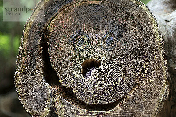 Mit Marker gezeichnete Augen am Ende eines gefällten Baumstamms mit Löchern  die einem glücklichen Gesicht ähneln  Smuggler Cove Marine Provincial Park; British Columbia  Kanada