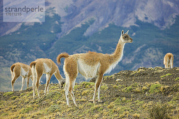 Guanako-Herde (Lama guanicoe) beim Abgrasen der Vegetation  Torres del Paine National Park; Patagonien  Chile