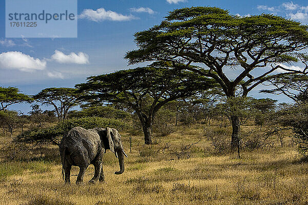 Ein afrikanischer Elefant spaziert zwischen Akazienbäumen.