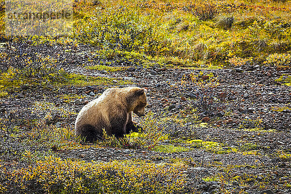 Grizzlybär (Ursus arctos horribilis) knabbert an der herbstlich gefärbten Vegetation in der Tundra im Herbst; Denali National Park & Preserve  Interior Alaska  Alaska  Vereinigte Staaten von Amerika