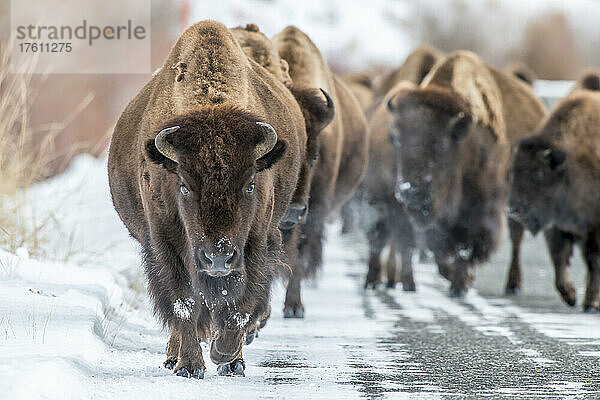 Eine Bisonherde (Bison bison) läuft auf einer verschneiten Straße im Yellowstone National Park; Vereinigte Staaten von Amerika