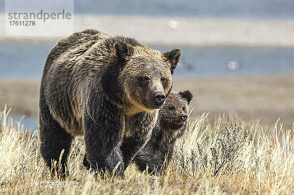 Porträt einer Braunbärensau mit ihrem Jungen (Ursus arctos)  die im Gras spazieren gehen und über das Feld schauen; Yellowstone National Park  Vereinigte Staaten von Amerika