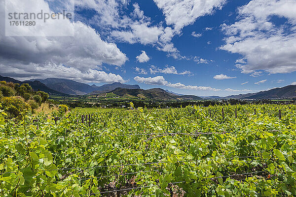 Weinberge und Berge mit bewölktem blauem Himmel in den Weinbergen von Franschhoek; Franschhoek  Cape Winelands  Westkap  Südafrika