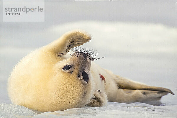 Neugeborenes Sattelrobbenbaby (Phoca groenlandicus) im Schnee liegend; Kanada