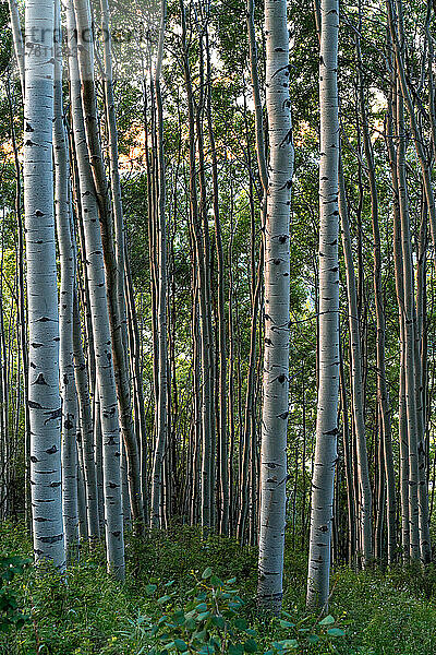 Espenbäume (Populus Tremuloides) in einem Wald bei Tagesanbruch; Edwards  Colorado  Vereinigte Staaten von Amerika
