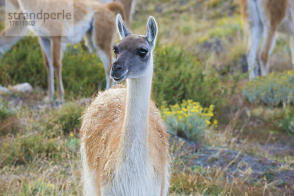 Guanako (Lama Guanicoe) im Torres del Paine National Park; Patagonien  Chile