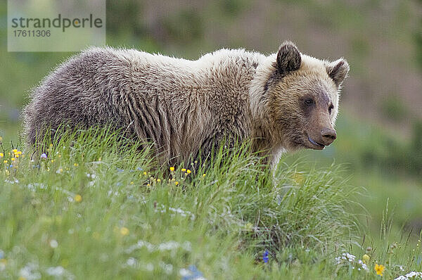 Porträt eines Braunbären (Ursus arctos) auf einer grasbewachsenen Wiese im Yellowstone-Nationalpark; Wyoming  Vereinigte Staaten von Amerika