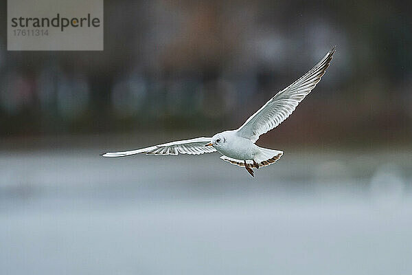 Lachmöwe (Chroicocephalus ridibundus) im Wintergefieder im Flug; Bayern  Deutschland