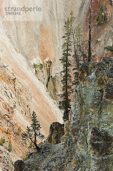 Lodgepole-Kiefern (Pinus contorta) und Farbwechsel an den Canyon-Felsen im Grand Canyon of the Yellowstone im Yellowstone-Nationalpark; Wyoming  Vereinigte Staaten von Amerika