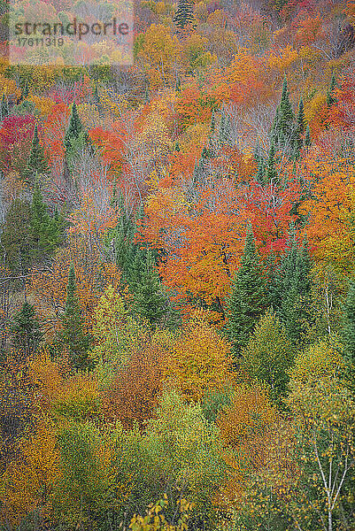 Herbstfarbenpracht in einem Wald in den Laurentides; Quebec  Kanada