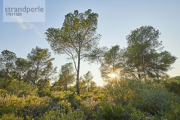 Österreichische Kiefer oder Schwarzkiefer (Pinus nigra) bei Sonnenuntergang; Katalonien  Spanien