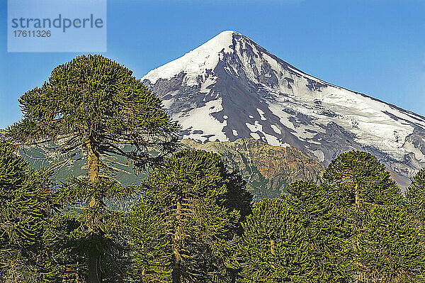 Der schneebedeckte Gipfel des Vulkans Lanin im Parque National Lanin vor einem blauen Himmel; Provinz Neuquen  Patagonien  Argentinien