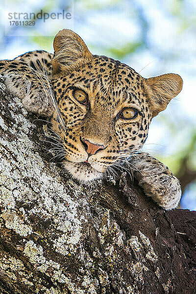 Ein Leopard  Panthera pardus  ruht sich auf dem Ast eines Baumes aus.