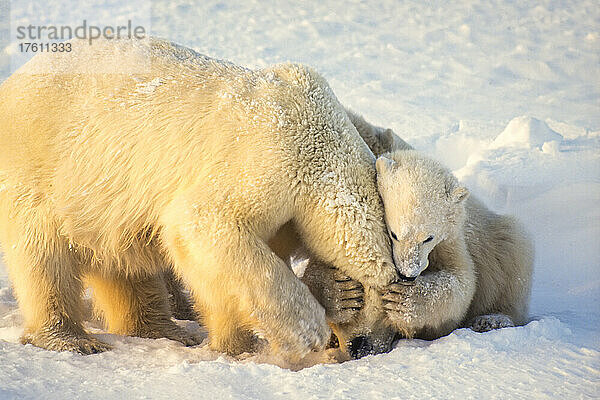 Eisbärenjunges (Ursus maritimus) kuschelt spielerisch mit seiner Mutter im Schnee entlang der Hudson Bay; Manitoba  Kanada