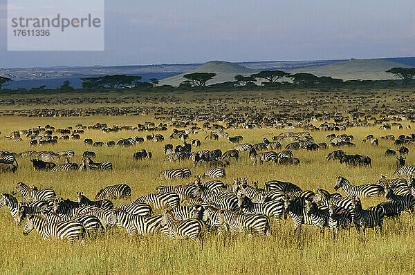 Zebra- und Gnuherden in der Serengeti; Serengeti-Nationalpark  Tansania  Afrika.