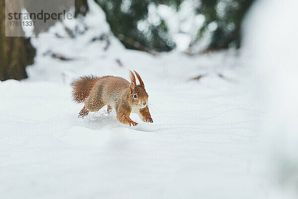 Rotes Eichhörnchen (Sciurus vulgaris) beim Laufen im Schnee; Bayern  Deutschland