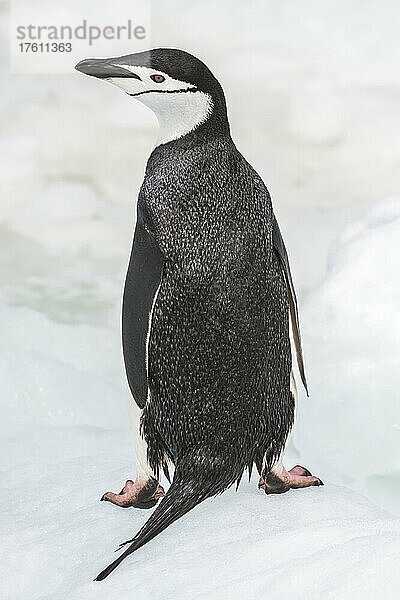 Nahaufnahme eines erwachsenen Zügelpinguins (Pygoscelis antarcticus) von hinten  der auf einem Eisberg steht; Antarktische Halbinsel  Antarktis