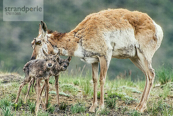 Porträt einer Hirschgeweih-Antilopenhündin (Antilocapra americana)  die mit ihren neugeborenen Zwillingskitzen auf einem Feld steht und in die Kamera schaut  im Yellowstone-Nationalpark; Wyoming  Vereinigte Staaten von Amerika