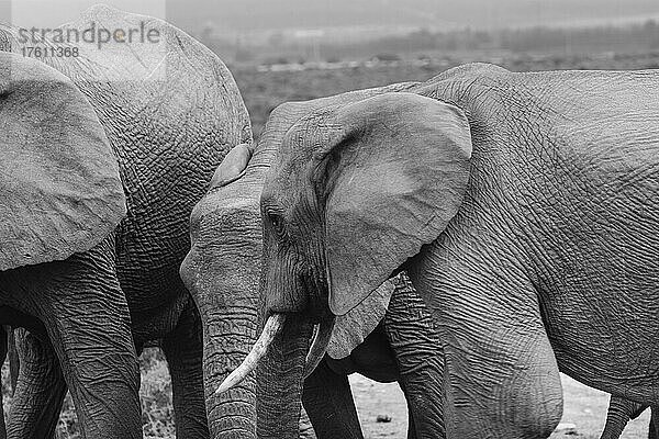 Afrikanische Elefanten (Loxodonta africana) im Meeresschutzgebiet des Addo-Elefanten-Nationalparks  Ostkap von Südafrika; Südafrika