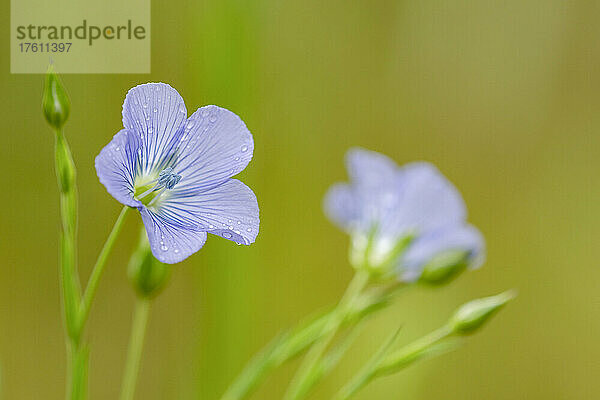 Blauer Flachs (Linum lewisii) blüht in einem Blumengarten in Oregon; Astoria  Oregon  Vereinigte Staaten von Amerika