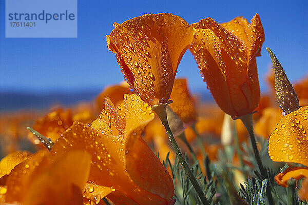 Blühender Kalifornischer Mohn (Eschscholzia californica) mit Wassertropfen unter einem blauen Himmel mit Sonnenlicht  Antelope Valley California Poppy Reserve State Natural Reserve; Kalifornien  Vereinigte Staaten von Amerika