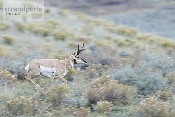 Eine Gabelbockantilope (Antilocapra americana) rennt schnell durch ein Feld mit großem Salbeibusch (Artemisia tridentata). Gabelbockantilopen sind wunderschön  scheu und können jedes Tier der westlichen Hemisphäre überholen; Yellowstone National Park  Vereinigte Staaten von Amerika