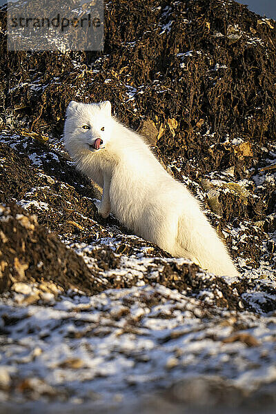 Polarfuchs (Vulpes lagopus) klettert auf felsige Tundra und leckt sich die Nase; Arviat  Nunavut  Kanada