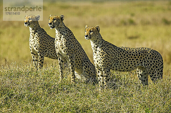 Geparden  Acinonyx jubatus  in der Maasai Mara  Kenia; Im westlichen Teil des Maasai Mara National Reserve  in der Nähe des Musiara Gate  Kenia.