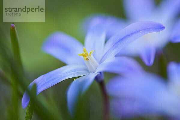 Blüten der Bossier'schen Schneepracht oder Lucile'schen Schneepracht (Scilla luciliae); Bayern  Deutschland