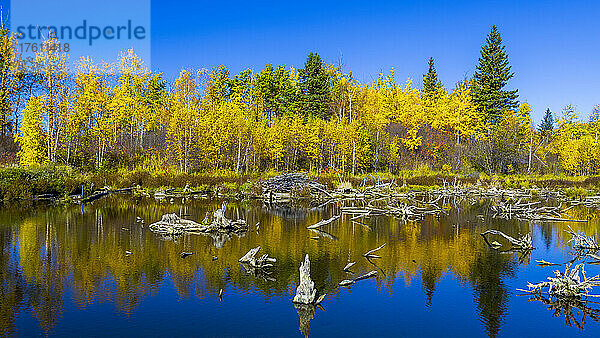 Leuchtende Herbstfarben  die sich in einem Gewässer im Elk Island National Park spiegeln; Alberta  Kanada