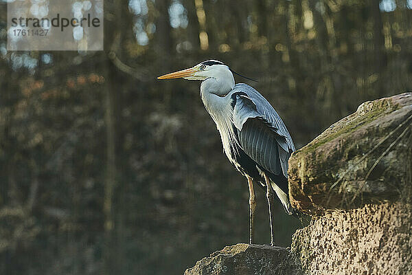 Graureiher (Ardea cinerea) auf einem Felsen stehend; Bayern  Deutschland