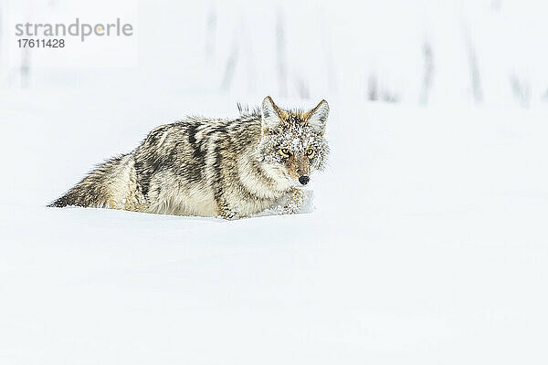 Kojote (Canis latrans) mit schneebedecktem Gesicht  der im Schnee läuft; Montana  Vereinigte Staaten von Amerika