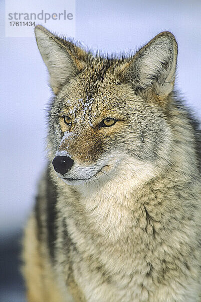 Nahaufnahme eines Kojoten (Canis latrans) mit schneebedecktem Gesicht; Yellowstone National Park  Vereinigte Staaten von Amerika