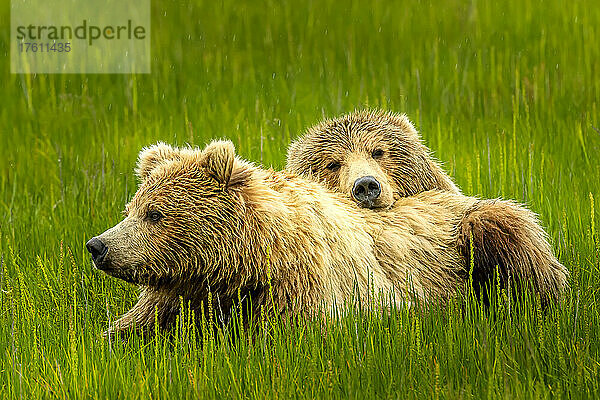 Küstenbraunbären  Ursus arctos  ruhen sich auf der Seggenwiese am Sliver Salmon Creek im Lake Clark National Park  Alaska  aus.