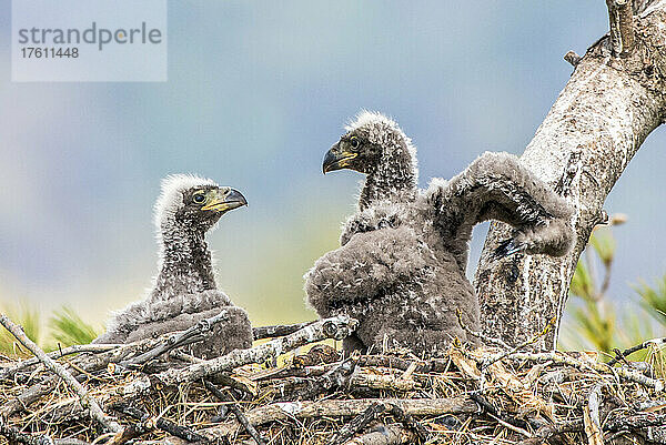 Nahaufnahme von zwei Weißkopfseeadler-Küken (Haliaeetus leucocephalus)  die sich im Nest aneinander binden; Minnesota  Vereinigte Staaten von Amerika