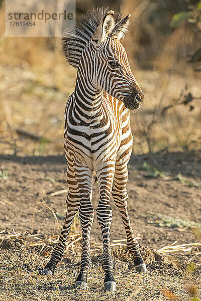 Porträt eines jungen Steppenzebras (Equus burchelli) im warmen Sonnenlicht; South Luangwa National Park  Sambia  Afrika