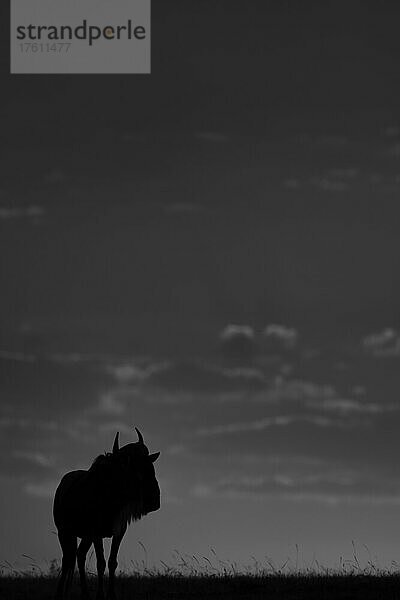 Einsames Streifengnu (Connochaetes taurinus) steht als Silhouette am Horizont  Maasai Mara National Reserve; Maasai Mara  Kenia