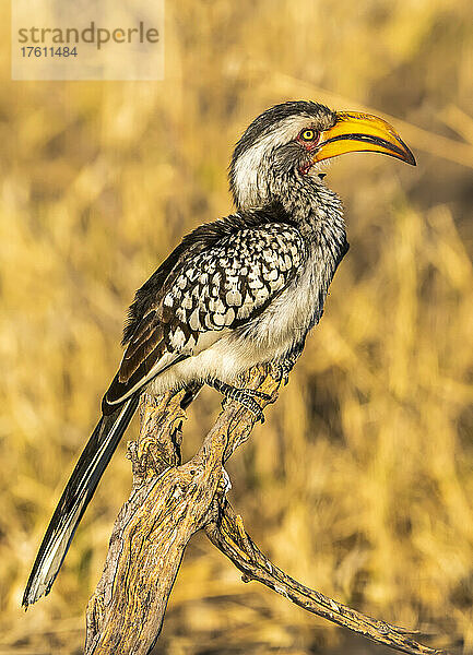 Nahaufnahme eines südlichen Gelbschnabel-Hornvogels (Tockus leucomelas); Okavango-Delta  Botswana