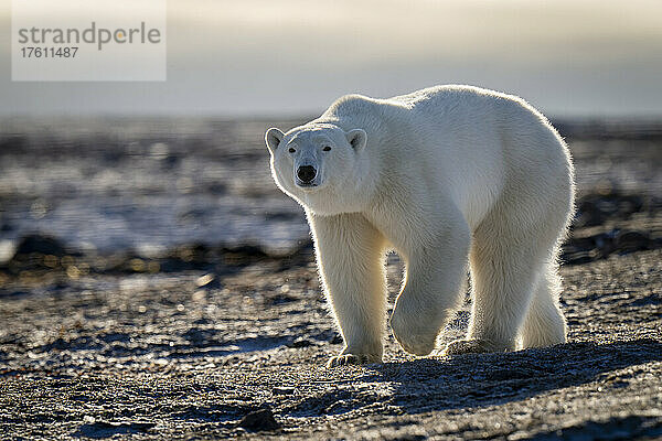 Eisbär (Ursus maritimus) überquert felsige Tundra und hebt die Tatze; Arviat  Nunavut  Kanada