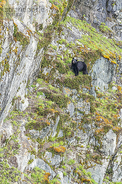 Porträt eines amerikanischen Schwarzbären (Ursus americanus)  der hoch oben auf einem grasbewachsenen Vorsprung an einer Felswand im Glacier Bay National Park steht; Südost-Alaska  Alaska  Vereinigte Staaten von Amerika